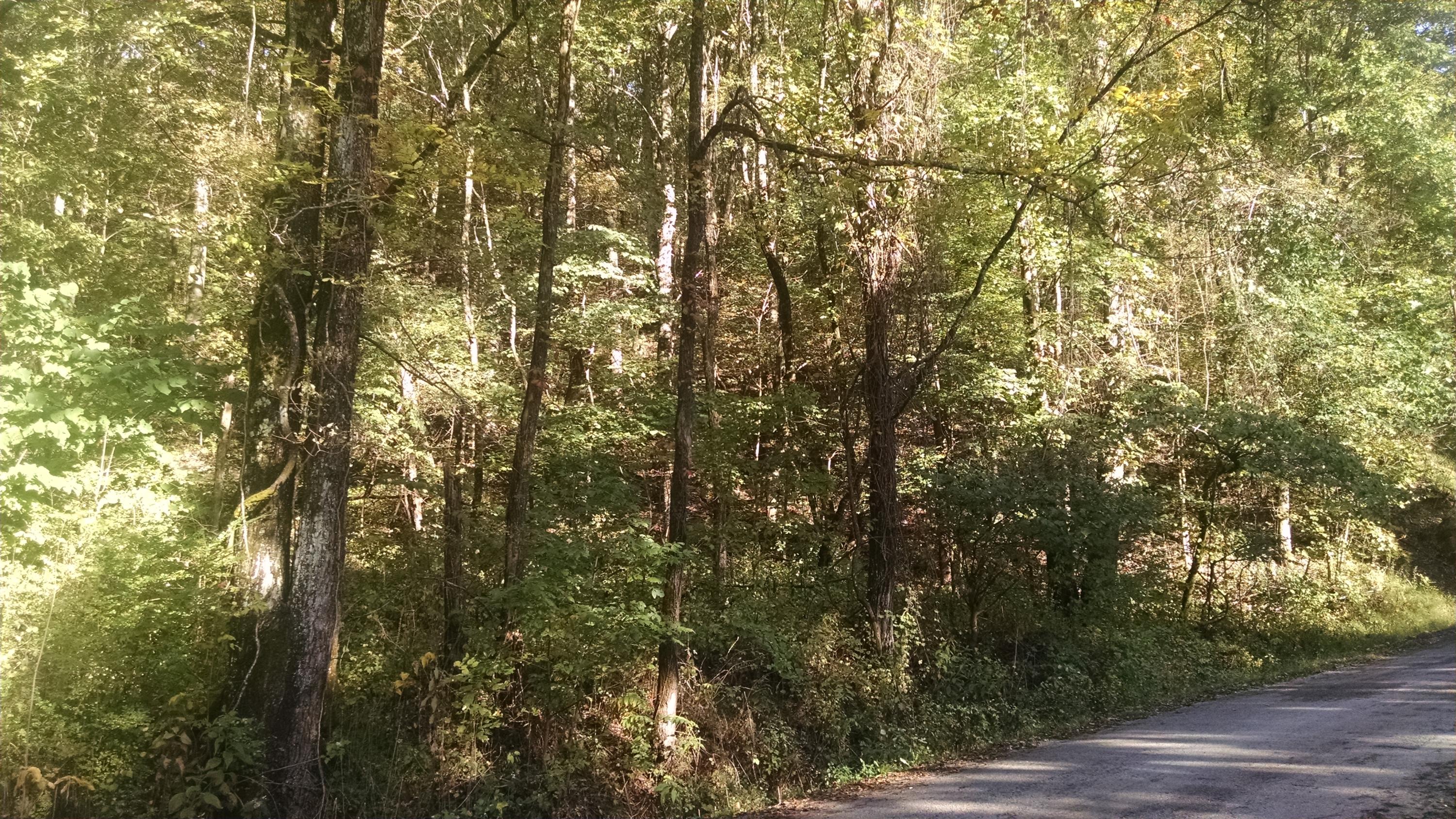0 Lowe's Gap Road Pikeville, TN 37367 - Photo 6 of 10 2015-10-04 16.35.45