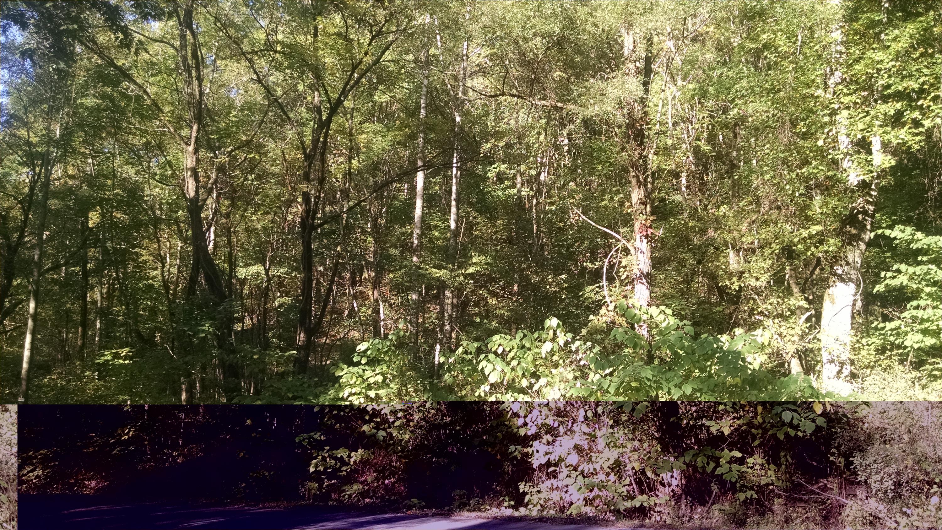 0 Lowe's Gap Road Pikeville, TN 37367 - Photo 8 of 10 2015-10-04 16.36.26