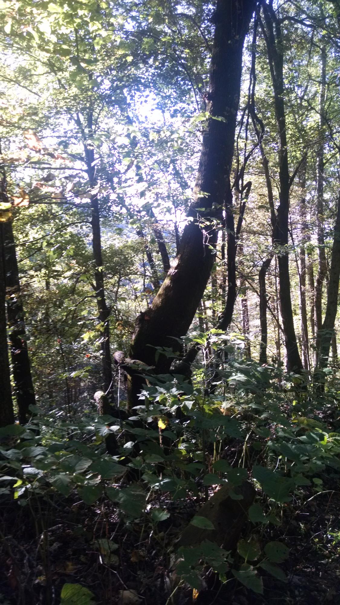 0 Lowe's Gap Road Pikeville, TN 37367 - Photo 9 of 10 2015-10-04 16.38.14