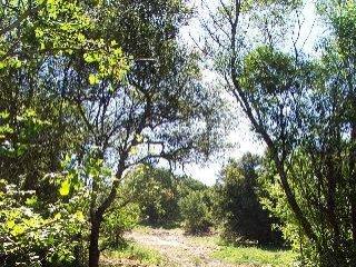 1735 Sanders Road Sebastopol, CA 95472 - Photo 2 of 4 a view of tree