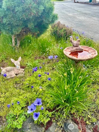 a flower plants in a garden
