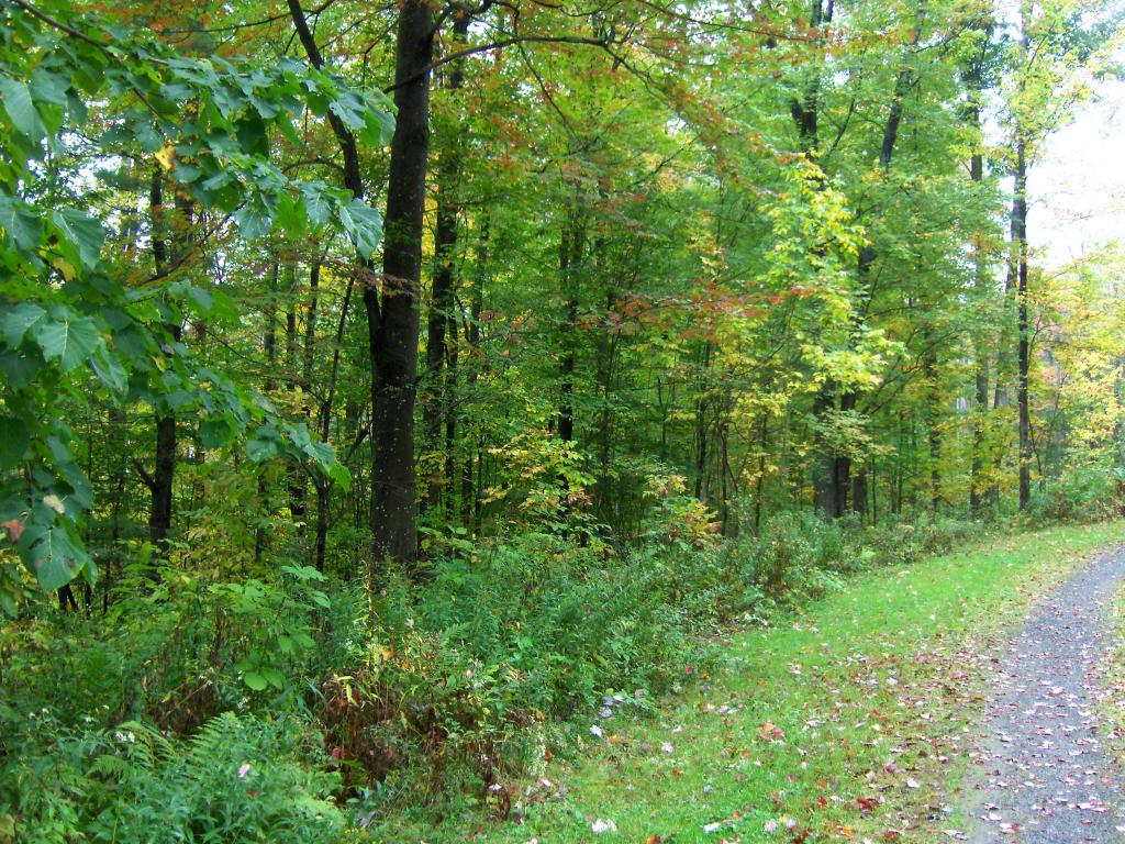1182 Hall Ranch Road Grafton, VT 05146 - Photo 7 of 15