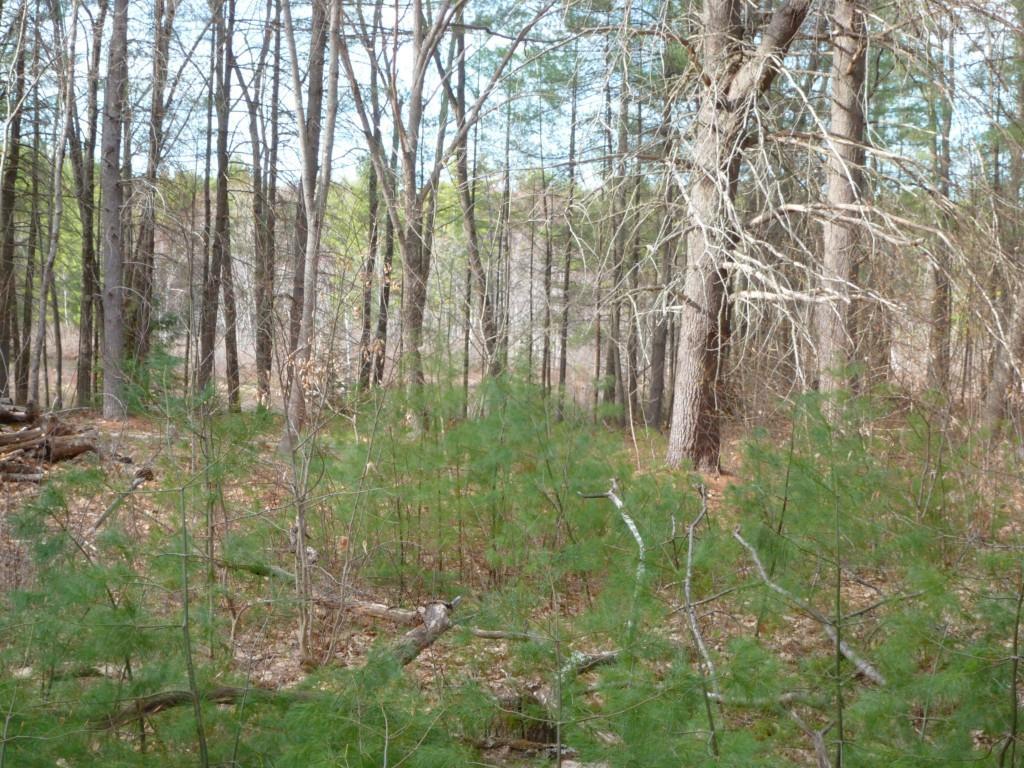Lot 4 Greeley Brook Road Oxford, ME 04270 - Photo 4 of 10 Photo