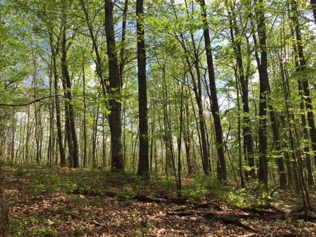 23 Jackson Point Road Sewanee, TN 37375 - Photo 2 of 10 Gallery Image 2
