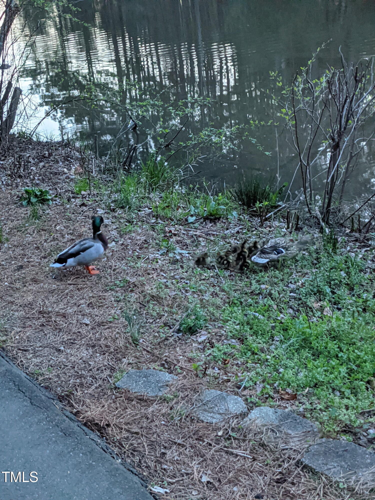 116 Lakeshore Drive Durham, NC 27713 - Photo 35 of 36 a view of a yard with plants and large trees