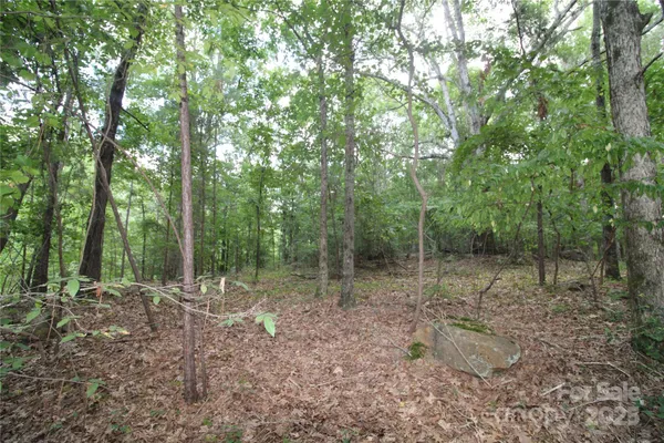 a view of a forest with trees in the background