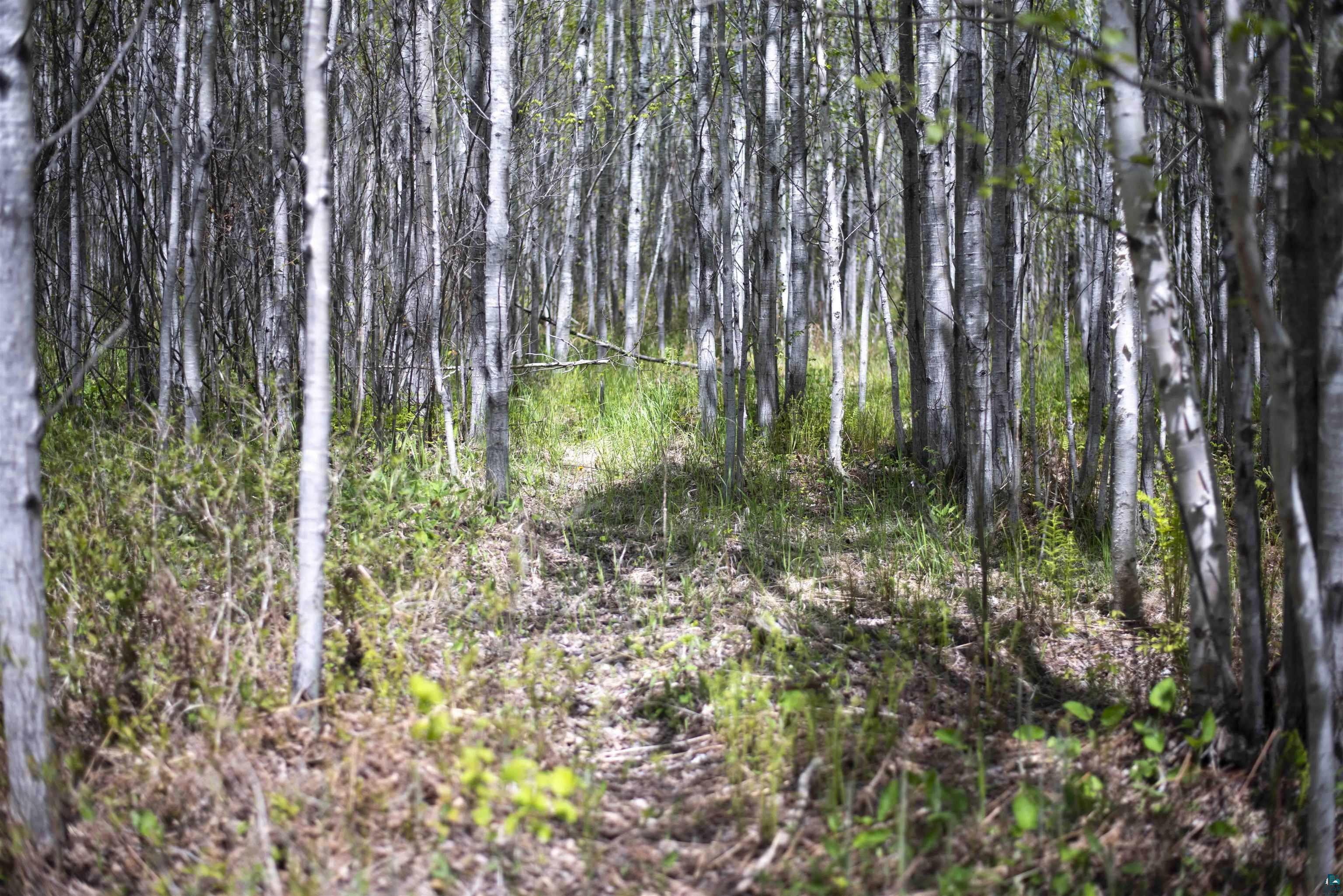 13 Coyote Ridge Grand Marais, MN 55604 - Photo 24 of 30