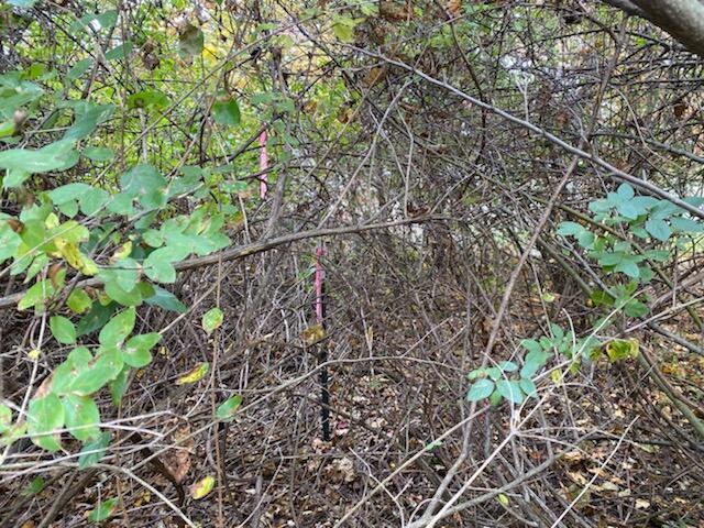 0 Sims Road Southwest Pataskala, OH 43062 - Photo 15 of 21 SE Corner MArker