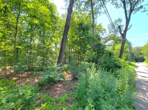 a view of a lush green forest
