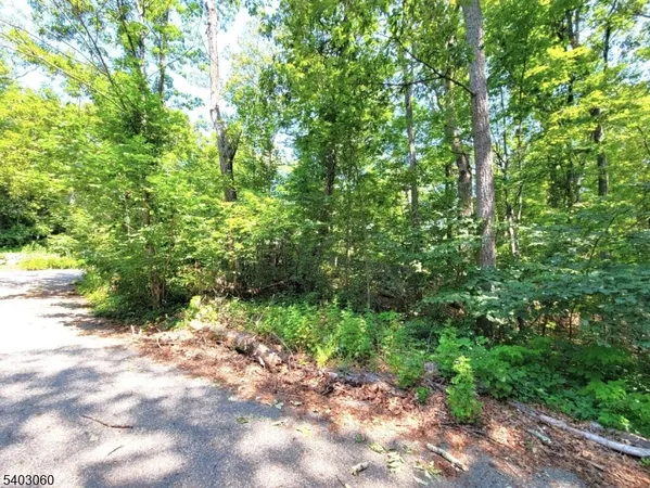 a view of a forest with plants and large trees