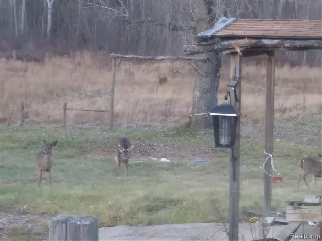 4615 Bevens deer.jpg