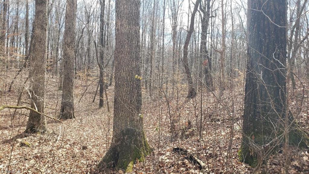 833 Calahaln Road Mocksville, NC 27028 - Photo 10 of 15 White Oak forest, outstanding wildlife habitat, beautiful homesites