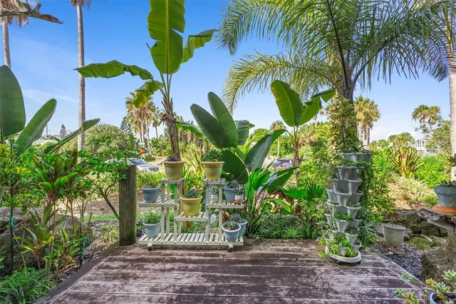 a plant with lots of palm trees