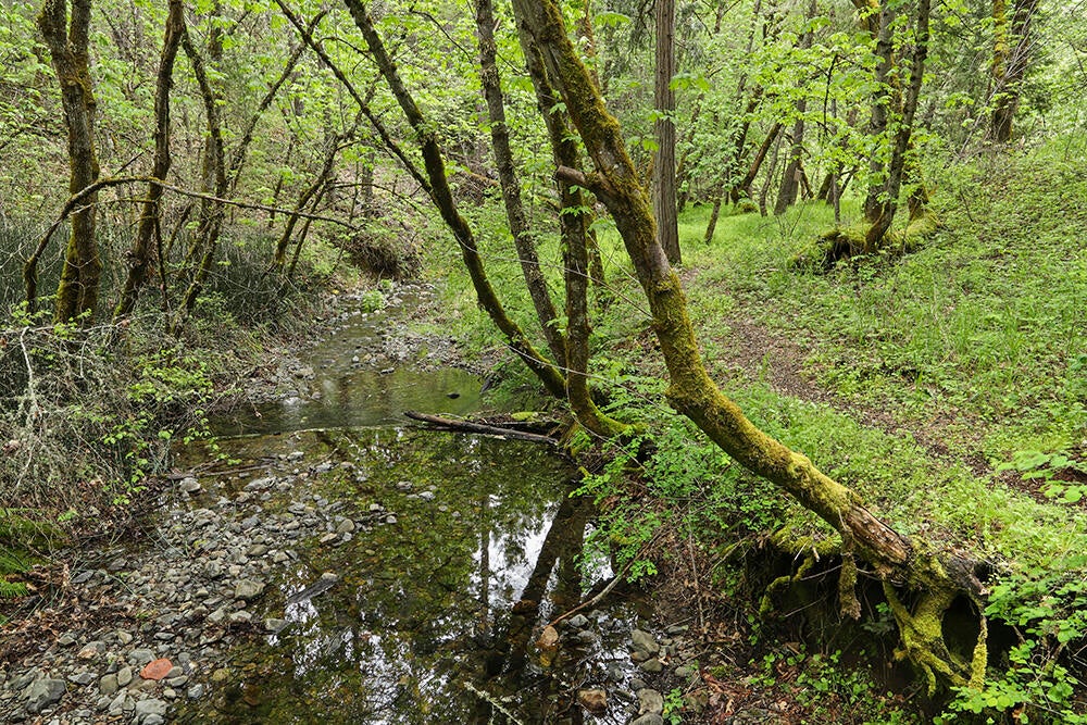 3435 Wards Creek Road Rogue River, OR 97537 - Photo 49 of 61 Seasonal Pond
