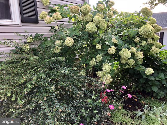 800 Blue Ridge Avenue Middleburg, VA 20117 - Photo 18 of 19 a picture of flowers