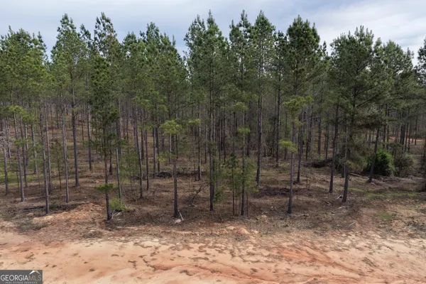 a view of a forest with a sitting area