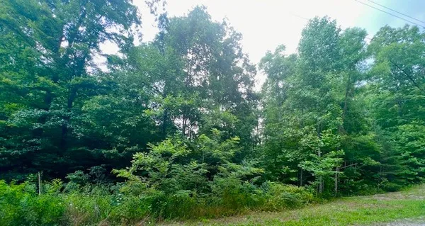a view of a lush green forest with lawn chairs and plants