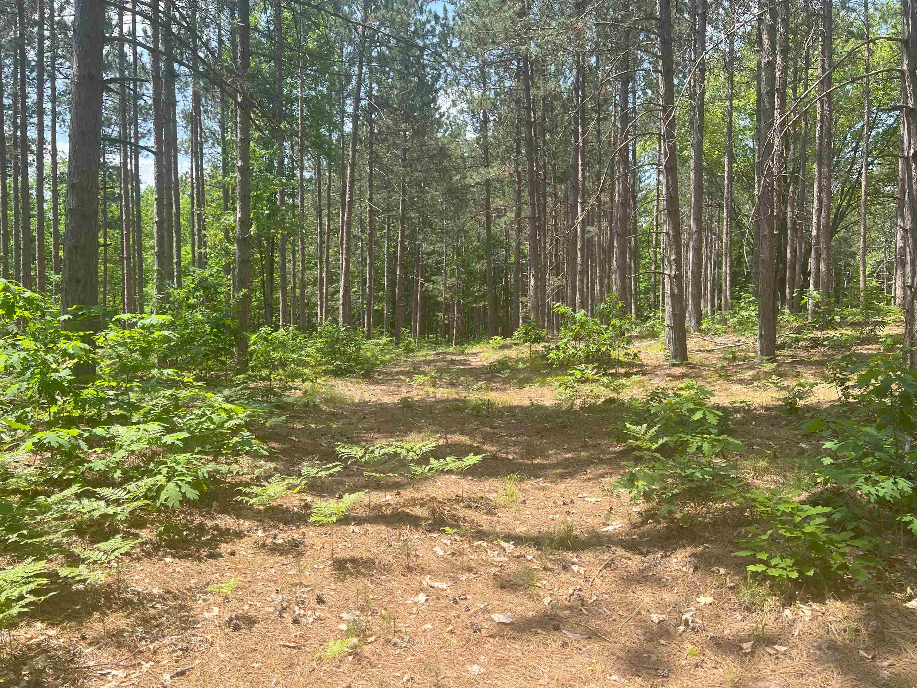 80-acres Traverse Road Thompsonville, MI 49683 - Photo 8 of 10 Gallery Image 8