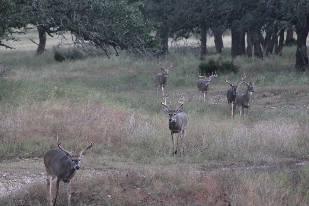 17 Blackjack Ranch Road, Unit 17 Harper, TX 78631 - Photo 7 of 9 Gallery Image 7