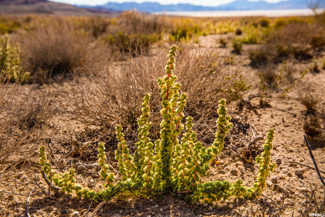 Lemay Island Rd Park Valley Grouse Creek, UT 84313 - Photo 1 of 1 Actual desert life.