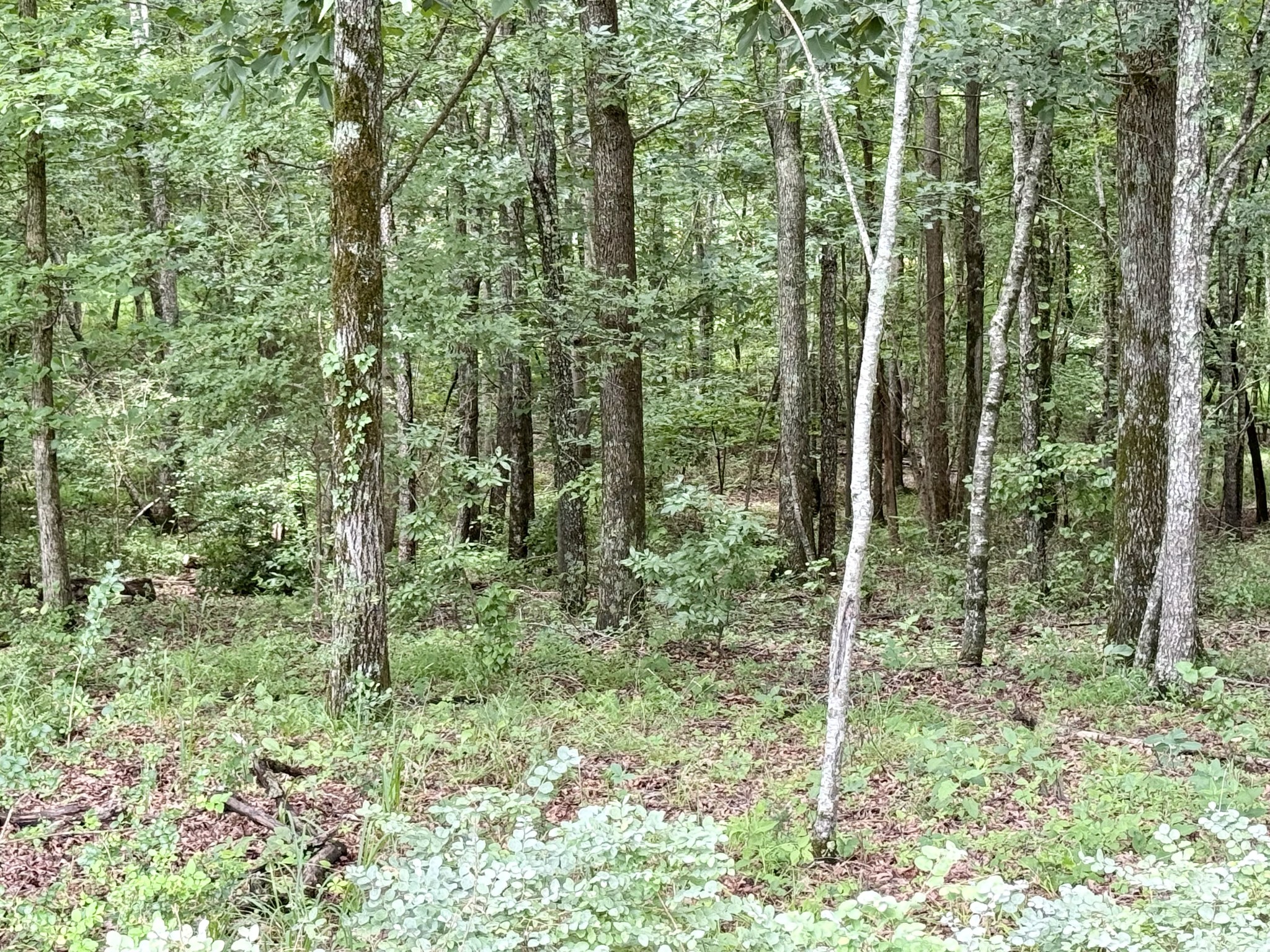 0 Crowder Road Lawrenceburg, TN 38464 - Photo 57 of 58