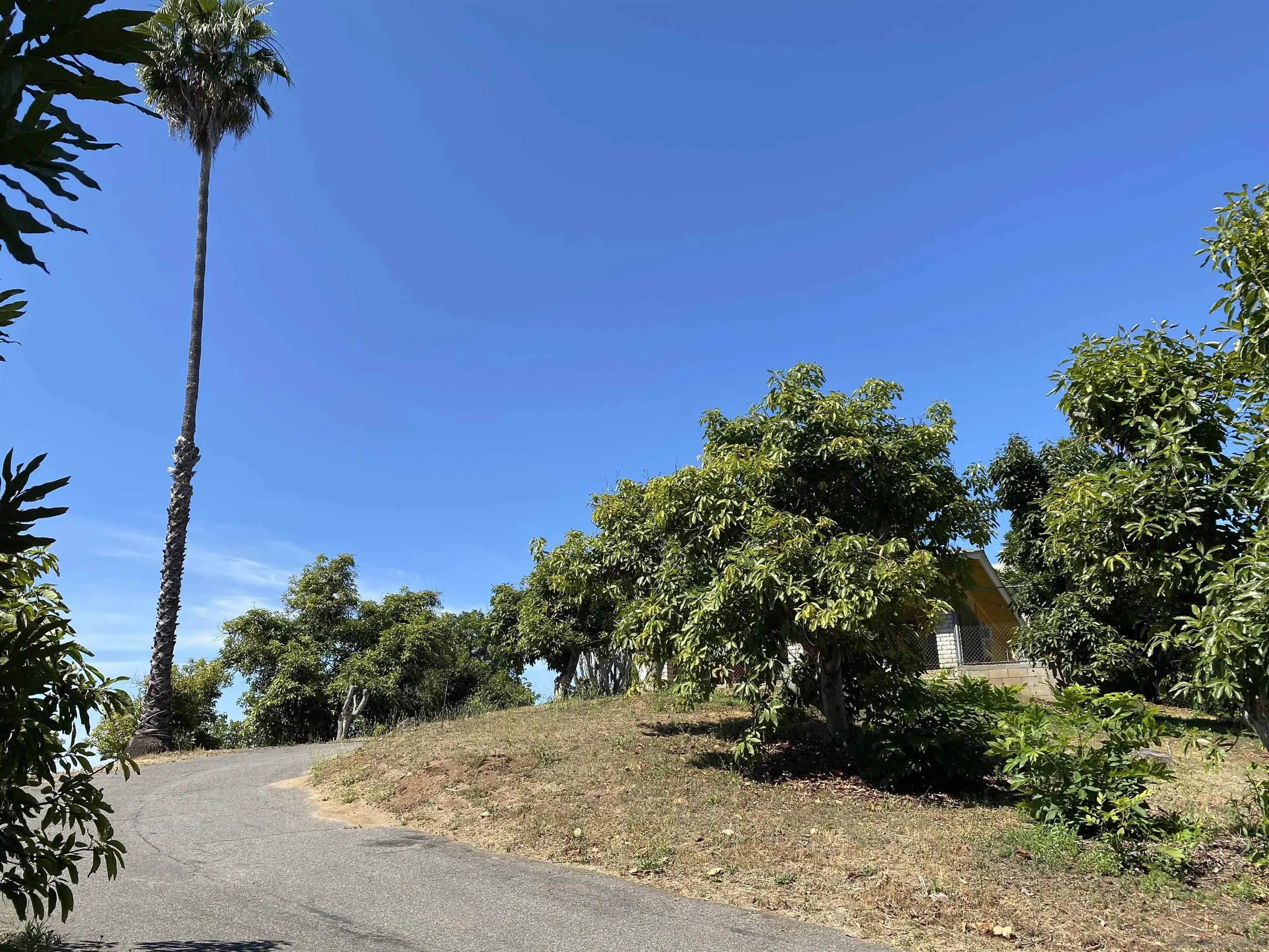 1780 Rabbit Hill Fallbrook, CA 92028 - Photo 57 of 60 a view of a tree with a plant in front of it
