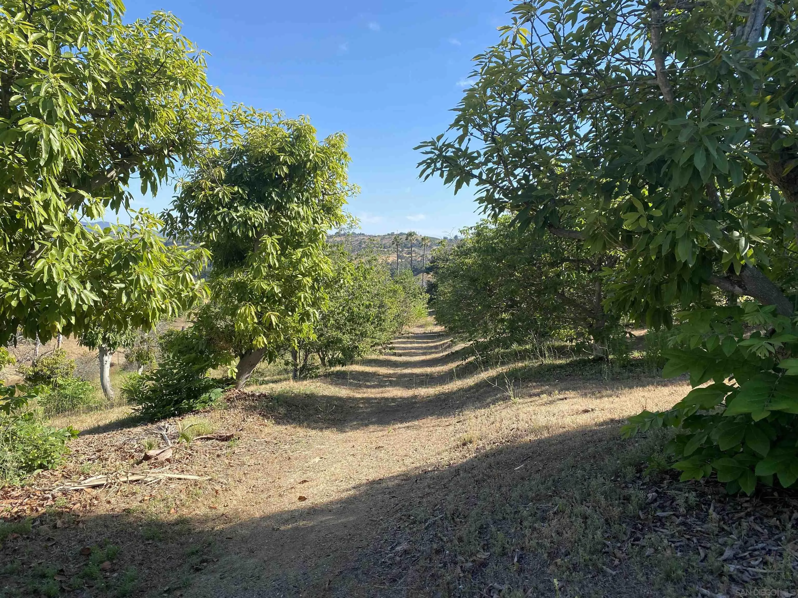 1780 Rabbit Hill Fallbrook, CA 92028 - Photo 58 of 60 a view of a yard with large trees