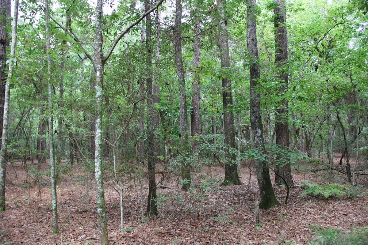0 4 4 Holes Road Orangeburg, SC 29115 - Photo 24 of 31 IMG_9743