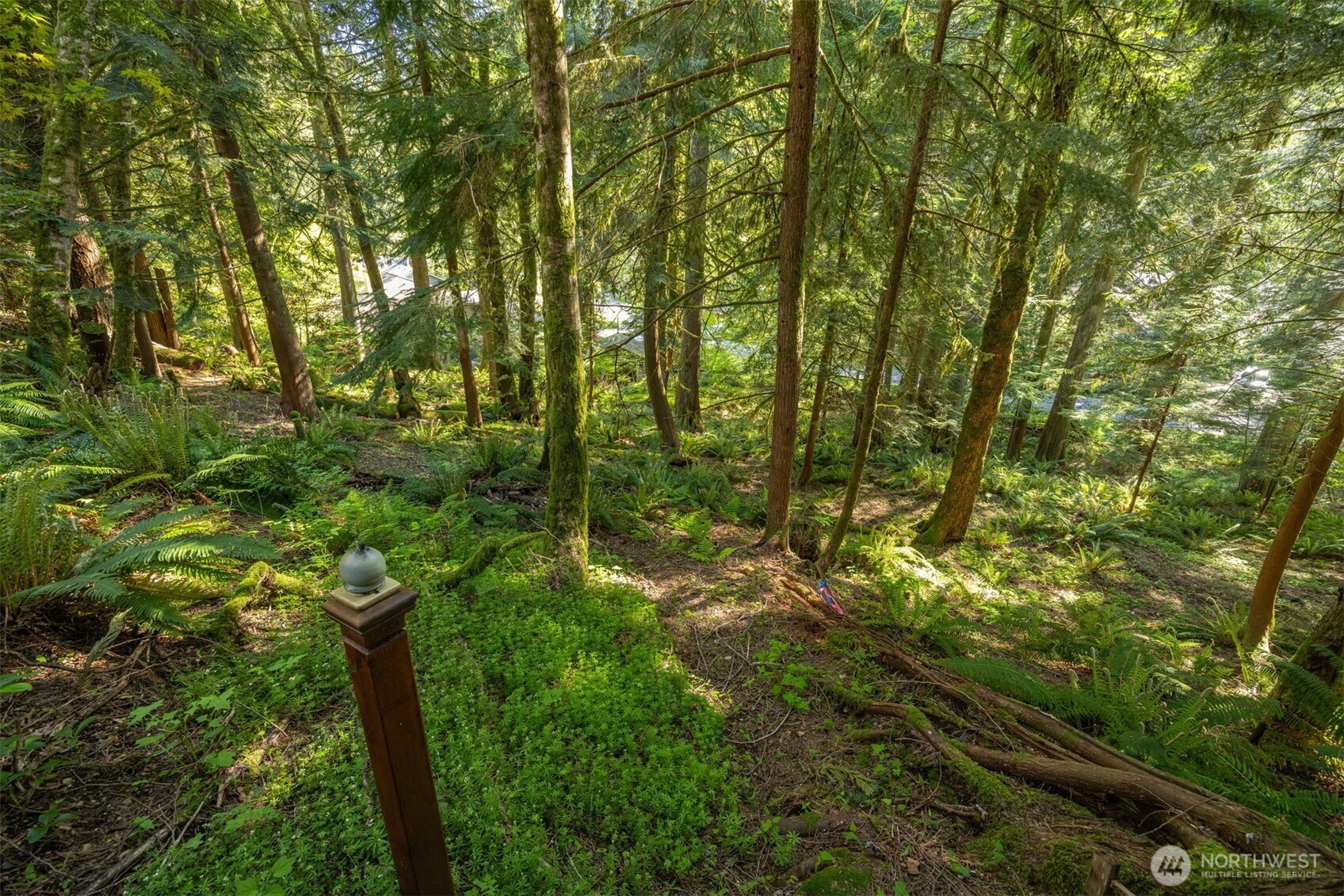 337 Sudden Valley Drive Bellingham, WA 98229 - Photo 38 of 40 a view of a yard with plants and large trees