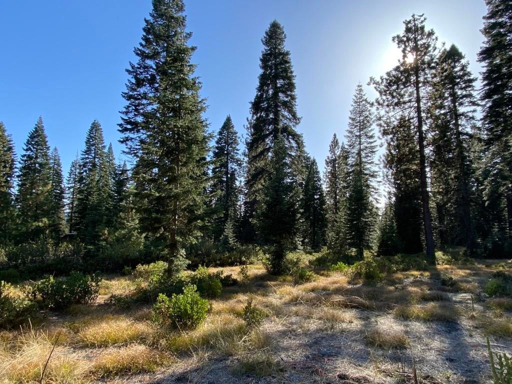 3-e-41 Red Fir Road McCloud, CA 96057 - Photo 8 of 38 Gallery Image 8