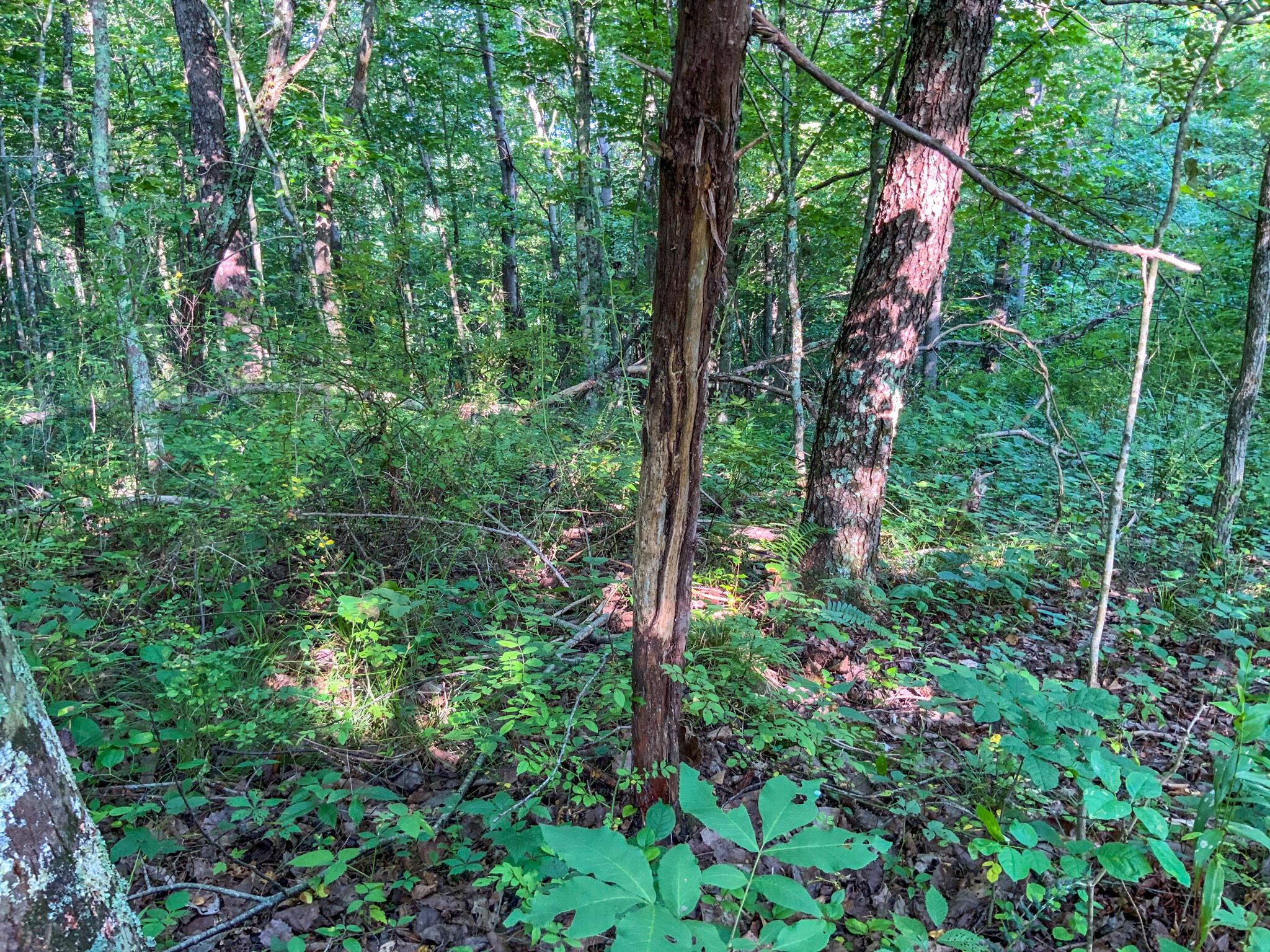 175 Comer School Road Minford, OH 45653 - Photo 22 of 39 IMG_3542
