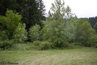 2614 Mt Reuben Road Glendale, OR 97442 - Photo 18 of 23 Additional Photo