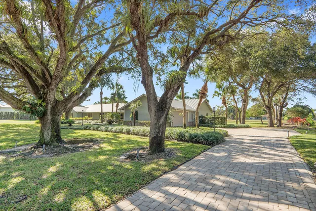 a view of a yard with plants and a large tree