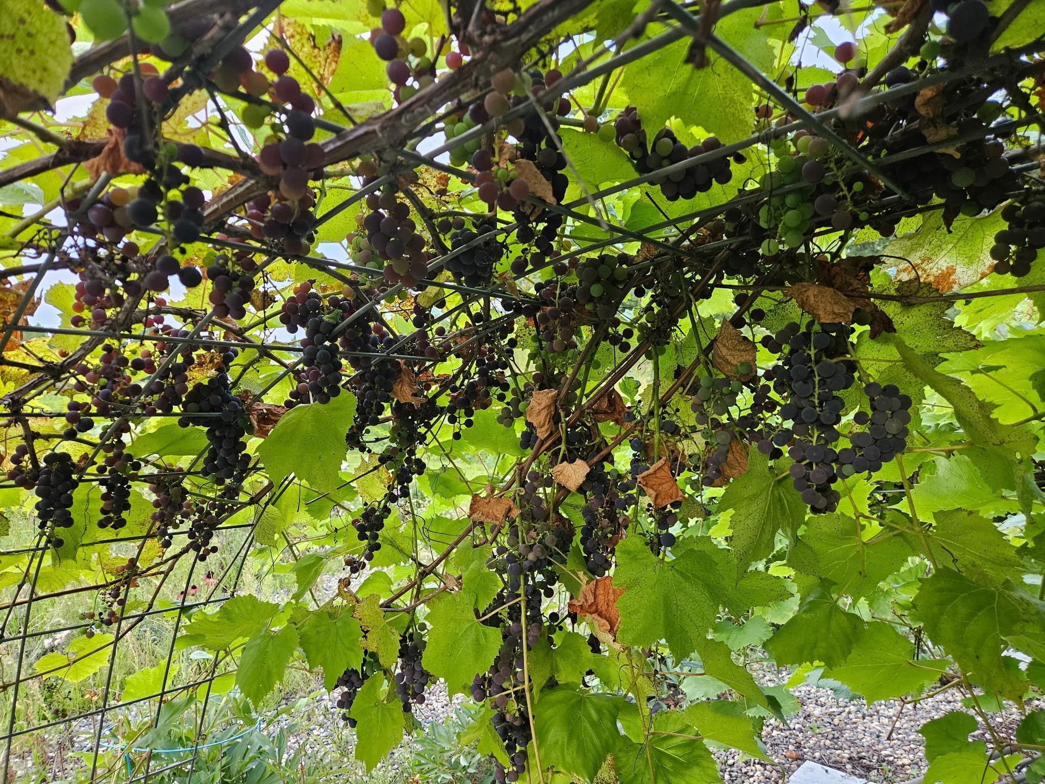 14750 Matson Road Frazee, MN 56544 - Photo 50 of 53