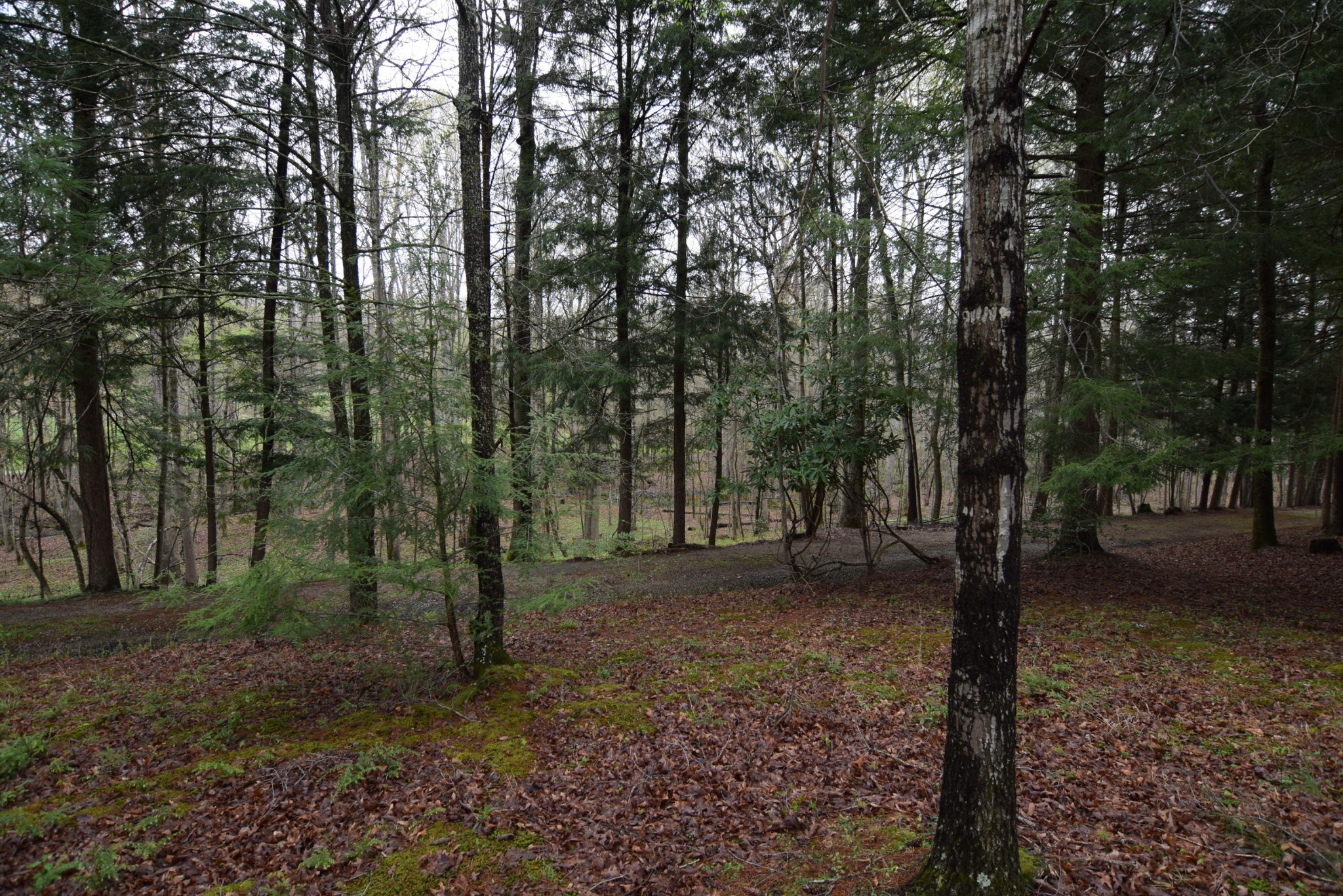 2338 Bear Creek Road Oneida, TN 37841 - Photo 39 of 40 a view of some trees in the forest