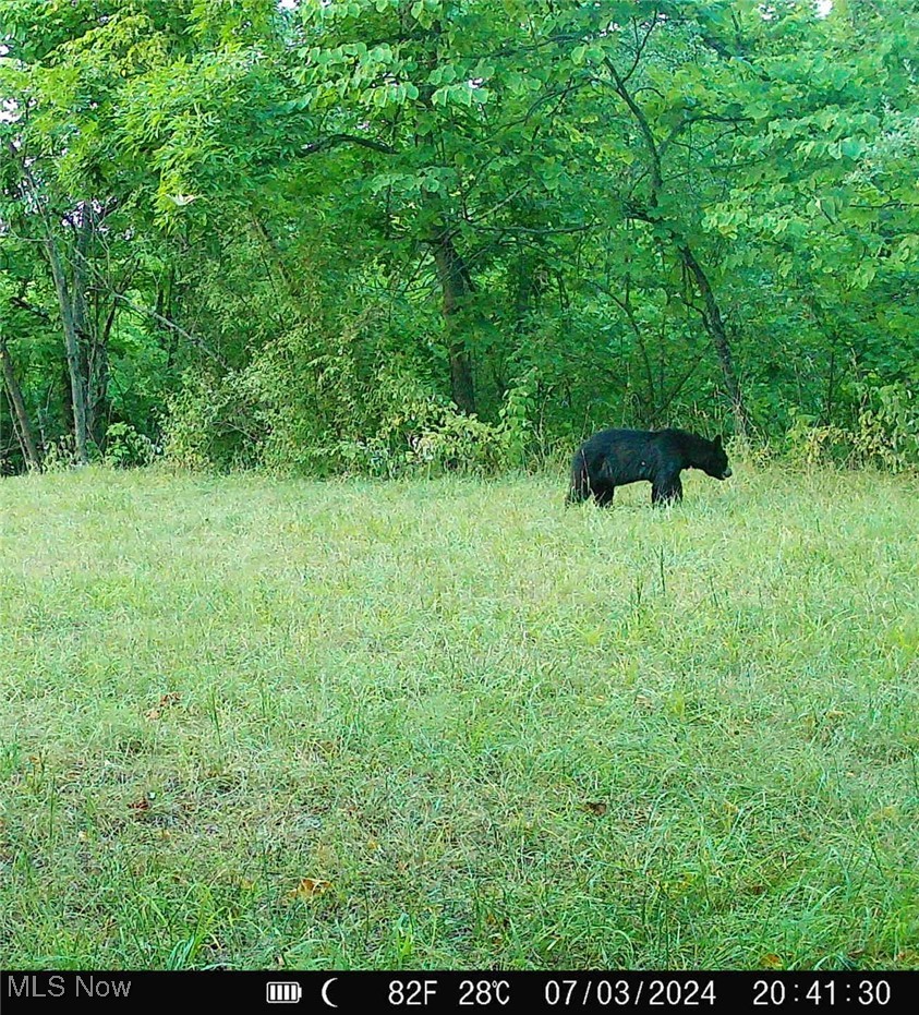 0 Wolfe Run Road Belleville, WV 26133 - Photo 28 of 38 Black bear