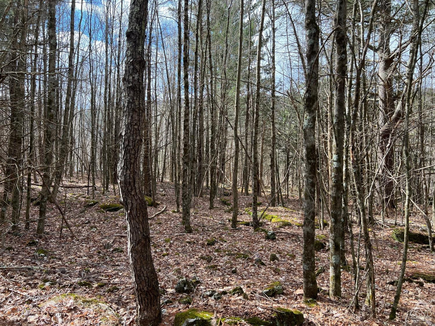 0 Route 23a Road Prattsville, NY 12468 - Photo 13 of 18 Photo 12
