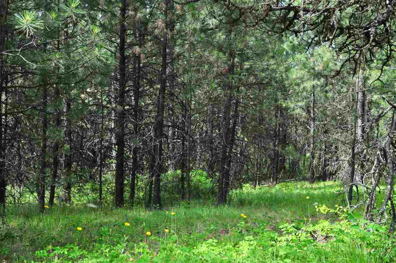39812 North Jackson Road Elk, WA 99009 - Photo 6 of 20
