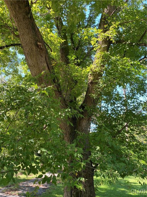 1240 Lieb Road Easton, PA 18040 - Photo 37 of 37 Huge Old Growth Trees adorn this property and crea