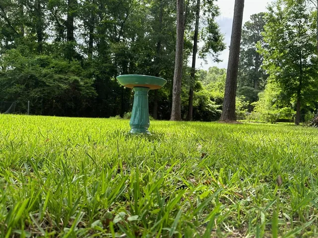 a view of a garden with plants