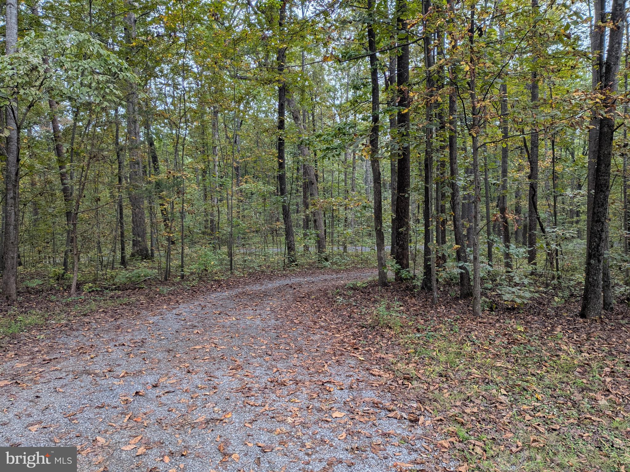 9511 Rogues Road Midland, VA 22728 - Photo 3 of 34 Serene woodland path beckons exploration.
