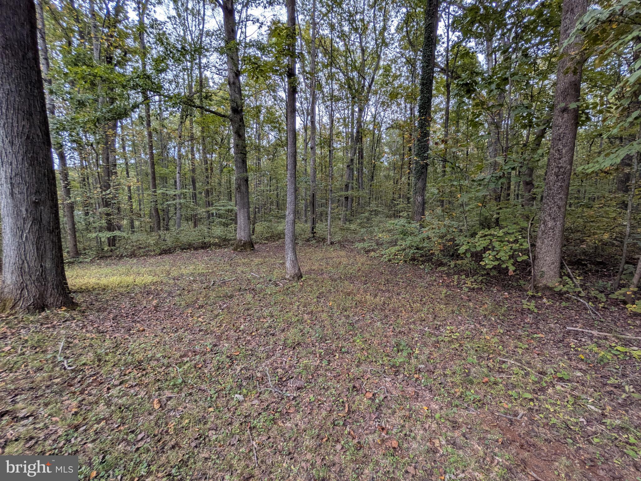 9511 Rogues Road Midland, VA 22728 - Photo 33 of 34 Serene woodland retreat awaits your exploration.