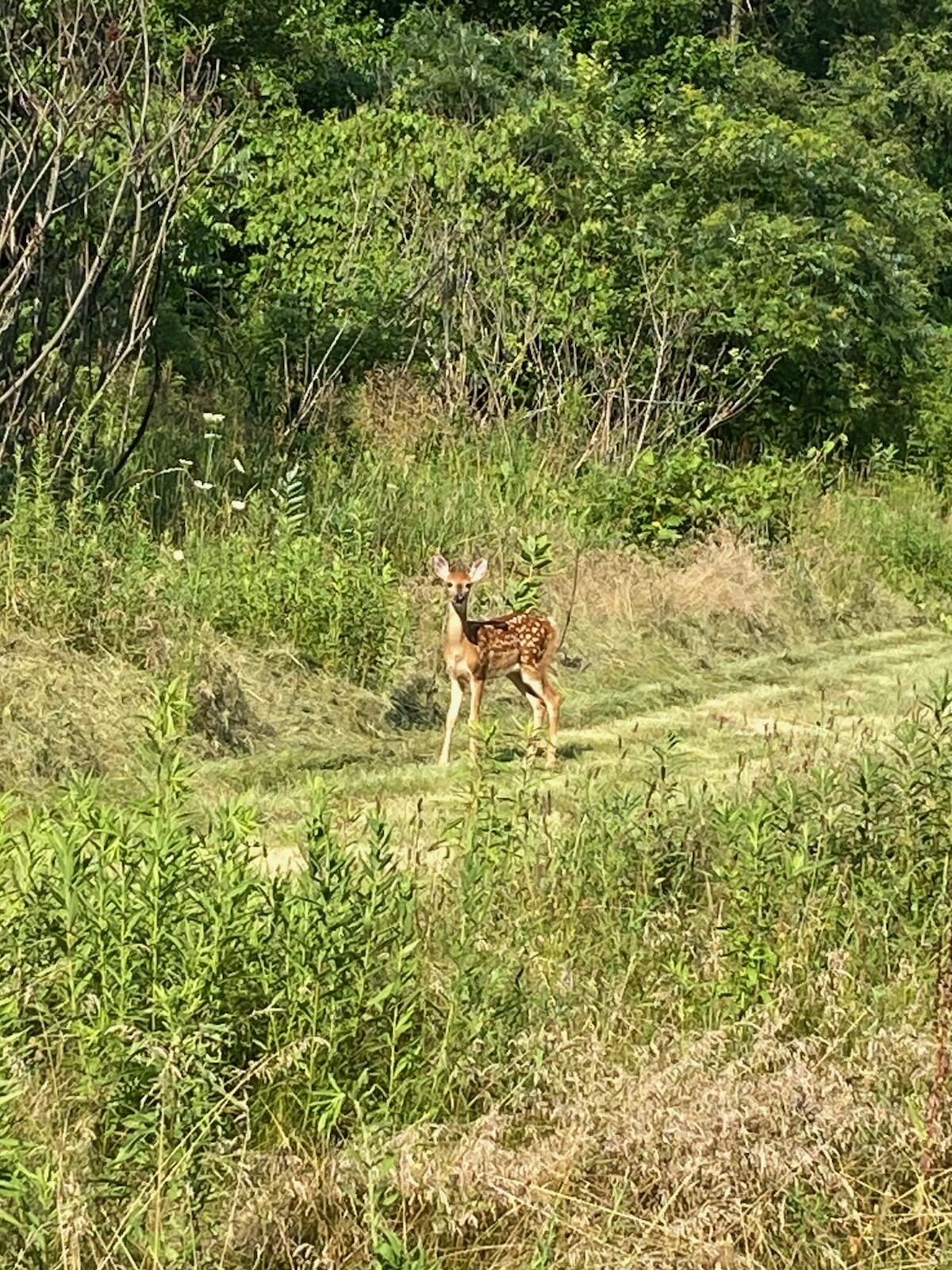 9007 Lake Road Eau Claire, MI 49111 - Photo 33 of 33 Deer
