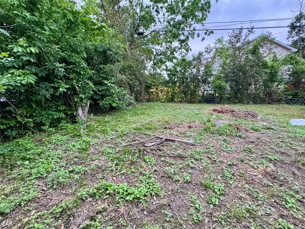 a view of a yard with plants and large trees
