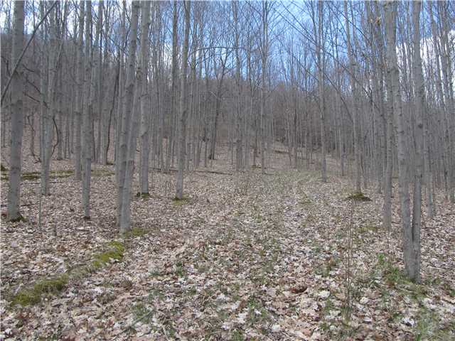 7420 Feather Street Springwater, NY 14512 - Photo 2 of 3 Land