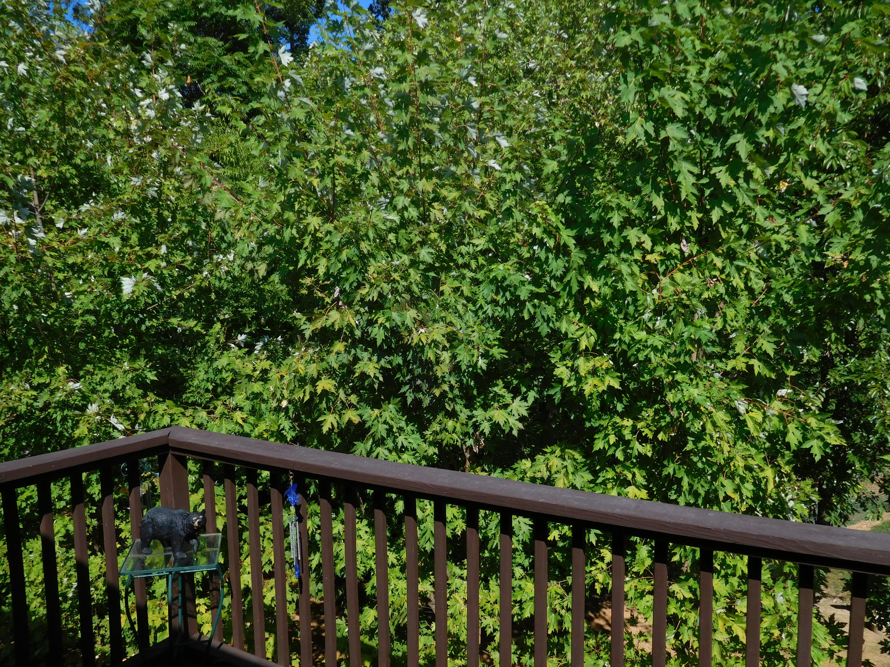 7529 Hunters Ridge Way Knoxville, TN 37914 - Photo 37 of 38 DSCN0490