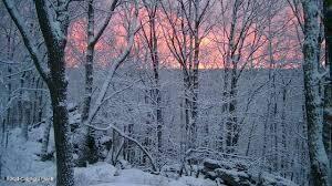 399 Mountain View Drive Hazleton, PA 18202 - Photo 3 of 11 a view of a forest with lots of trees