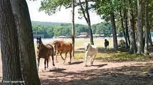 a view of swimming pool with a patio