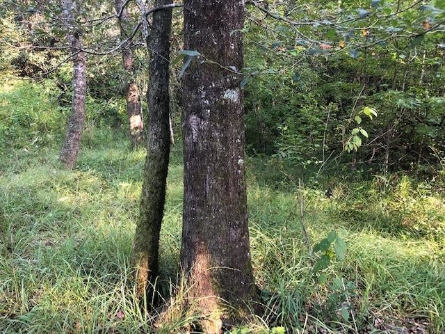 9-ac Walding Road Opp, AL 36467 - Photo 14 of 18 Gallery Image 14