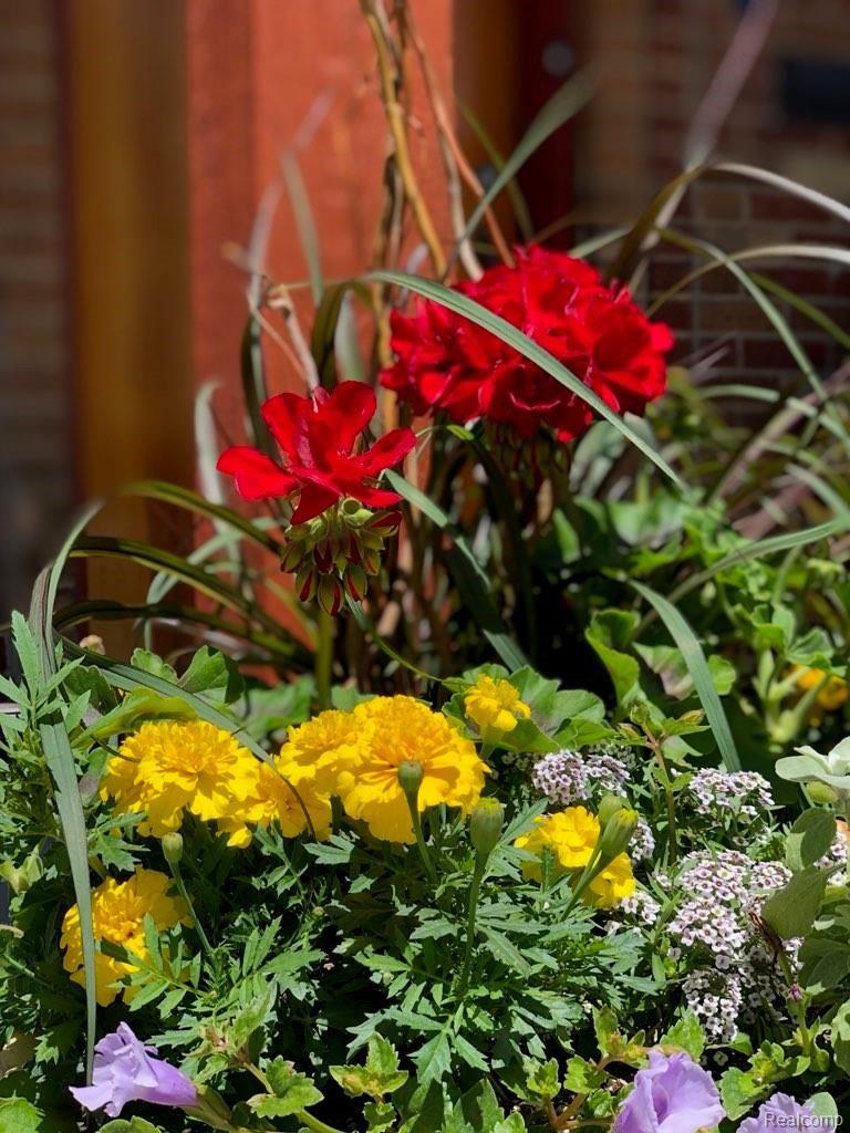 7 Wellesley Drive Pleasant Ridge, MI 48069 - Photo 5 of 40 Front Porch Flowers